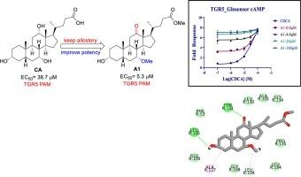 Discovery and biological evaluation of cholic acid derivatives as potent TGR5 positive allosteric modulators