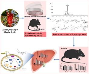 Polyphenolic compounds from Idesia polycarpa Maxim. fruits ameliorate non-alcoholic fatty liver disease by modulating lipid metabolism in oleic acid-induced HepG2 cells and high-fat diet-induced mice