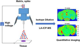 Isotope dilution LA-ICP-MS for quantitative imaging of trace elements in mouse brain sections