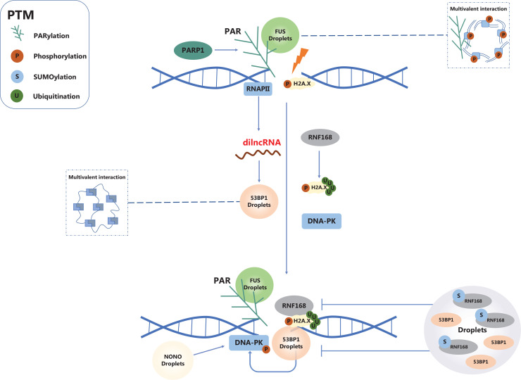 Liquid-liquid phase separation in DNA double-strand break repair.