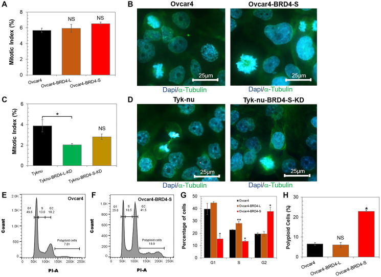 Increased expression of BRD4 isoforms long (BRD4-L) and short (BRD4-S) promotes chemotherapy resistance in high-grade serous ovarian carcinoma.