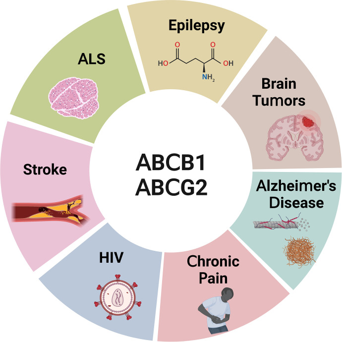 ABCB1 and ABCG2 Regulation at the Blood-Brain Barrier: Potential New Targets to Improve Brain Drug Delivery.