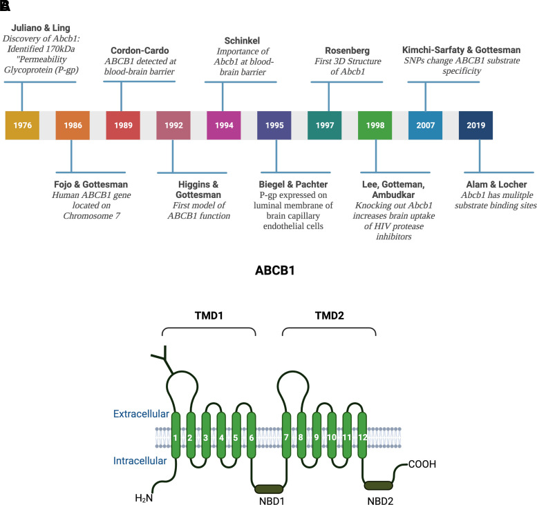 ABCB1 and ABCG2 Regulation at the Blood-Brain Barrier: Potential New Targets to Improve Brain Drug Delivery.