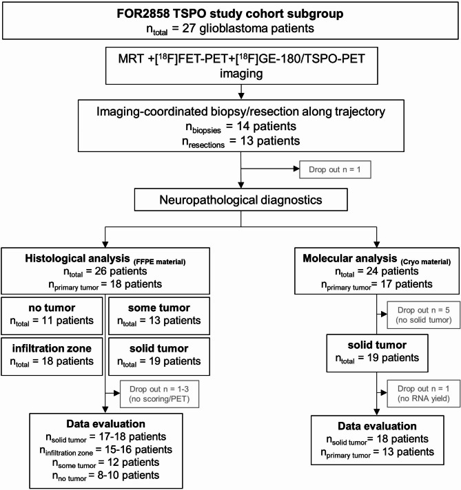 Translocator protein (18kDA) (TSPO) marks mesenchymal glioblastoma cell populations characterized by elevated numbers of tumor-associated macrophages.