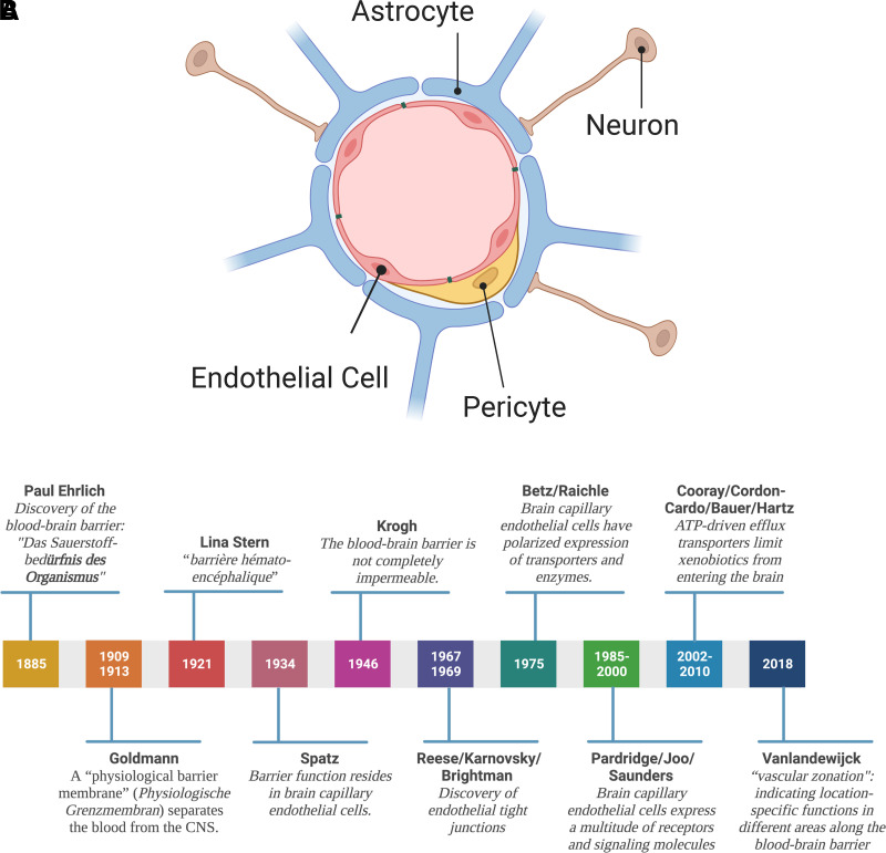 ABCB1 and ABCG2 Regulation at the Blood-Brain Barrier: Potential New Targets to Improve Brain Drug Delivery.