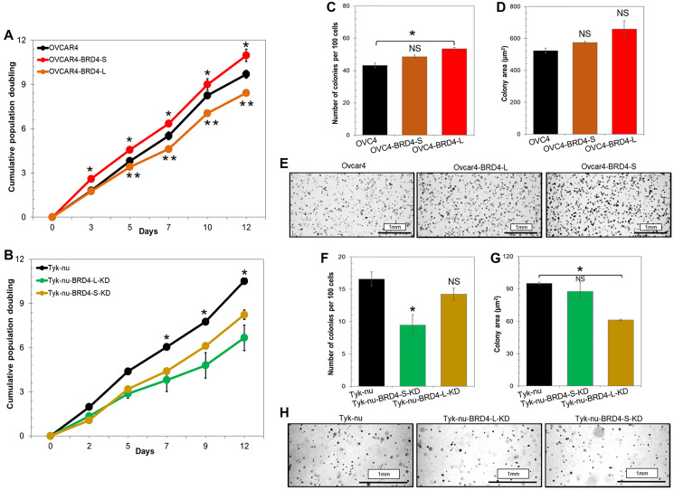 Increased expression of BRD4 isoforms long (BRD4-L) and short (BRD4-S) promotes chemotherapy resistance in high-grade serous ovarian carcinoma.