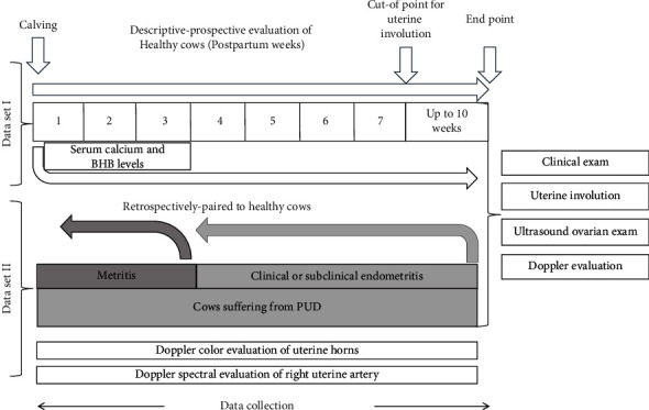 Ultrasonographic Screening of Dairy Cows with Normal Uterine Involution or Developing Postpartum Uterine Disease Using B-Mode, Color, and Spectral Doppler.