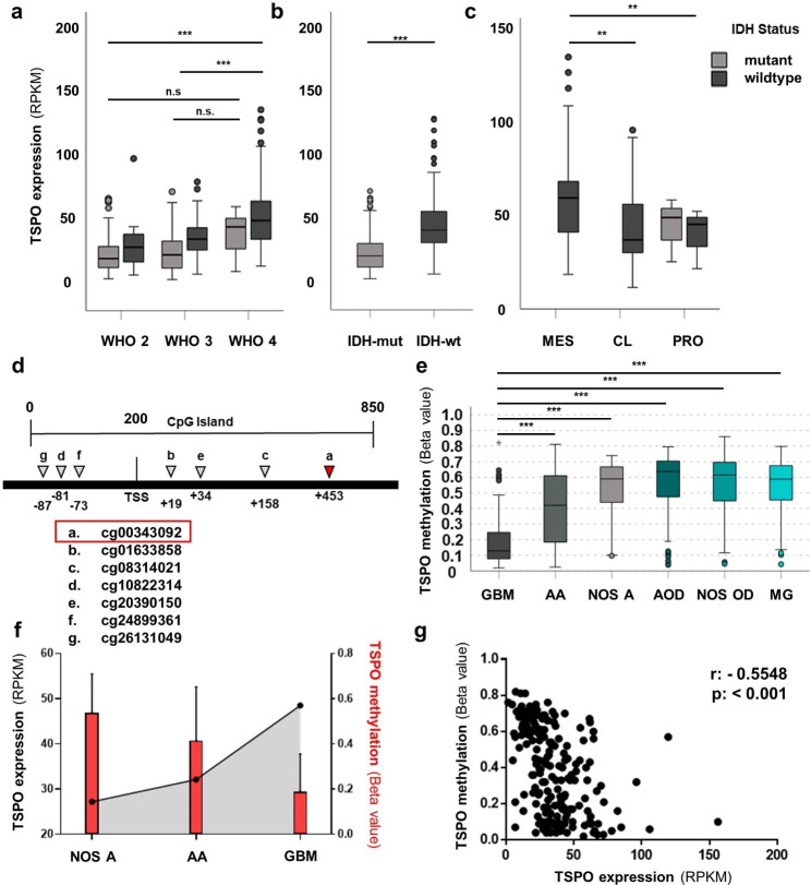 Translocator protein (18kDA) (TSPO) marks mesenchymal glioblastoma cell populations characterized by elevated numbers of tumor-associated macrophages.