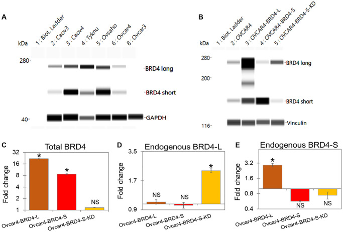 Increased expression of BRD4 isoforms long (BRD4-L) and short (BRD4-S) promotes chemotherapy resistance in high-grade serous ovarian carcinoma.