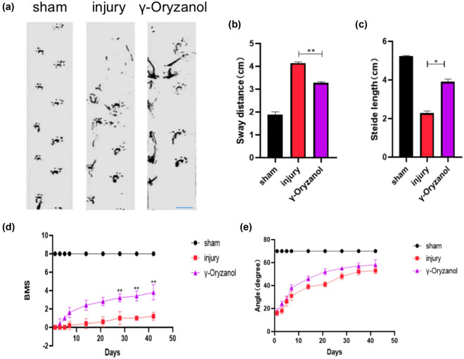 Effects of γ-oryzanol on motor function in a spinal cord injury model.