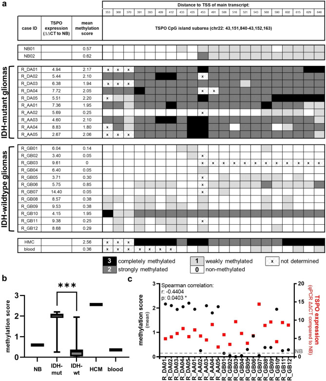 Translocator protein (18kDA) (TSPO) marks mesenchymal glioblastoma cell populations characterized by elevated numbers of tumor-associated macrophages.