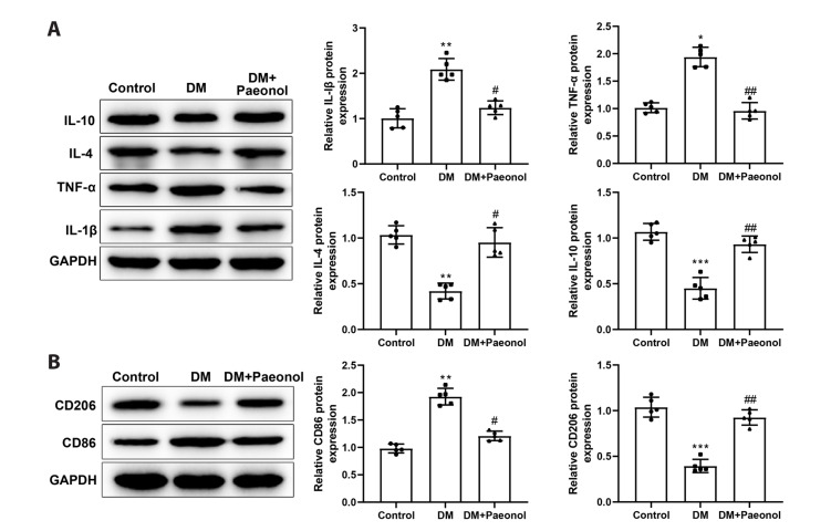 Paeonol accelerates skin wound healing by regulating macrophage polarization and inflammation in diabetic rats.