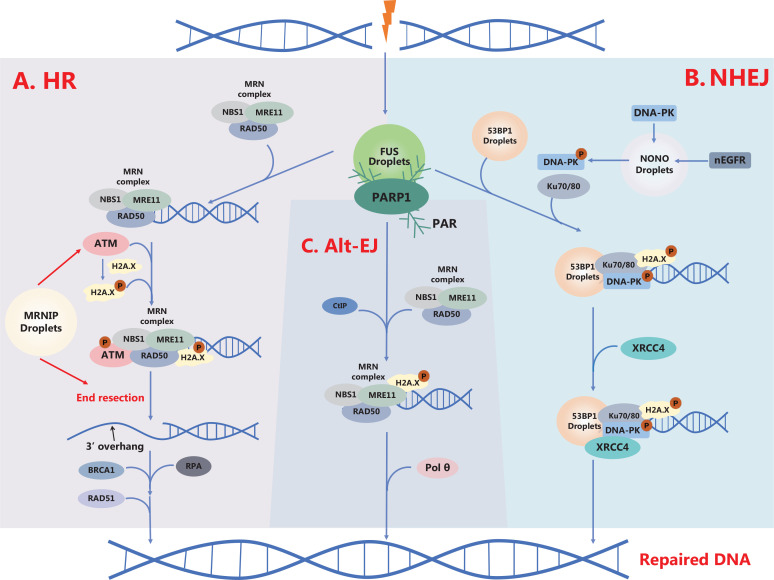 Liquid-liquid phase separation in DNA double-strand break repair.