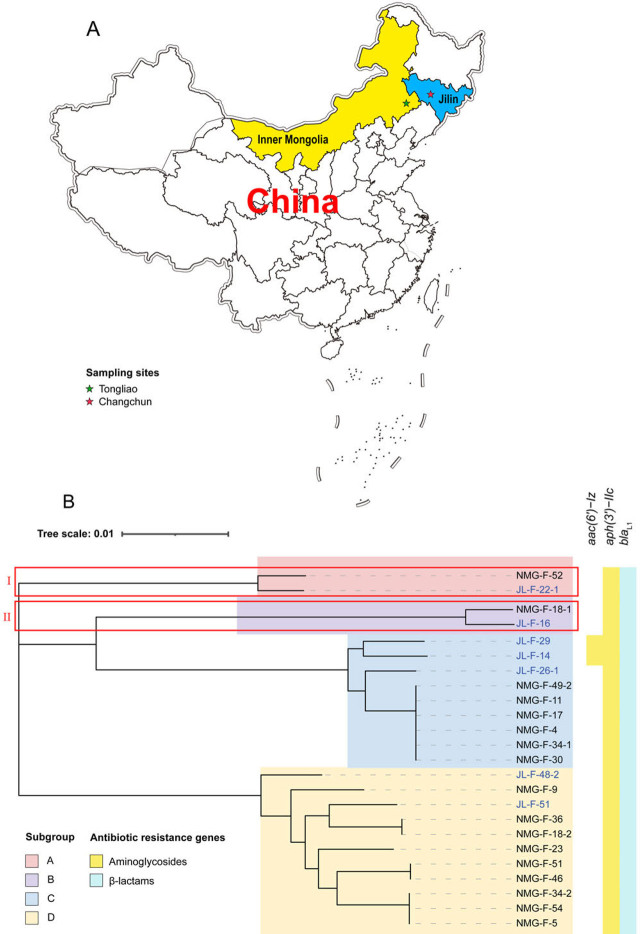 Dissemination and characterization of <i>Stenotrophomonas maltophilia</i> isolates from Dairy Cows in Northeast China.