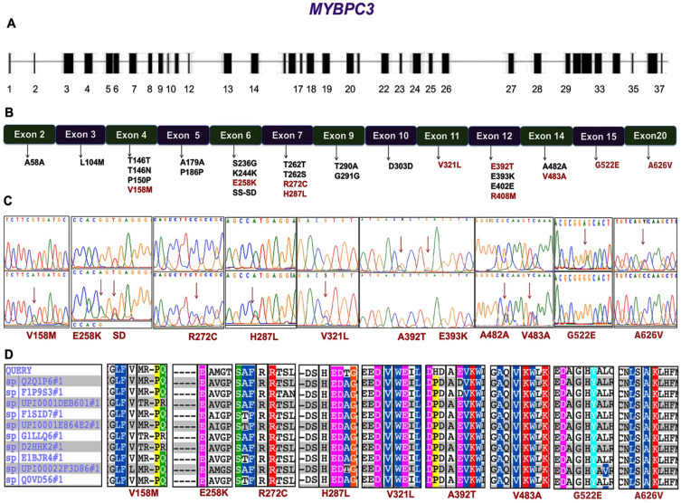 Novel <i>MYBPC3</i> Mutations in Indian Population with Cardiomyopathies.