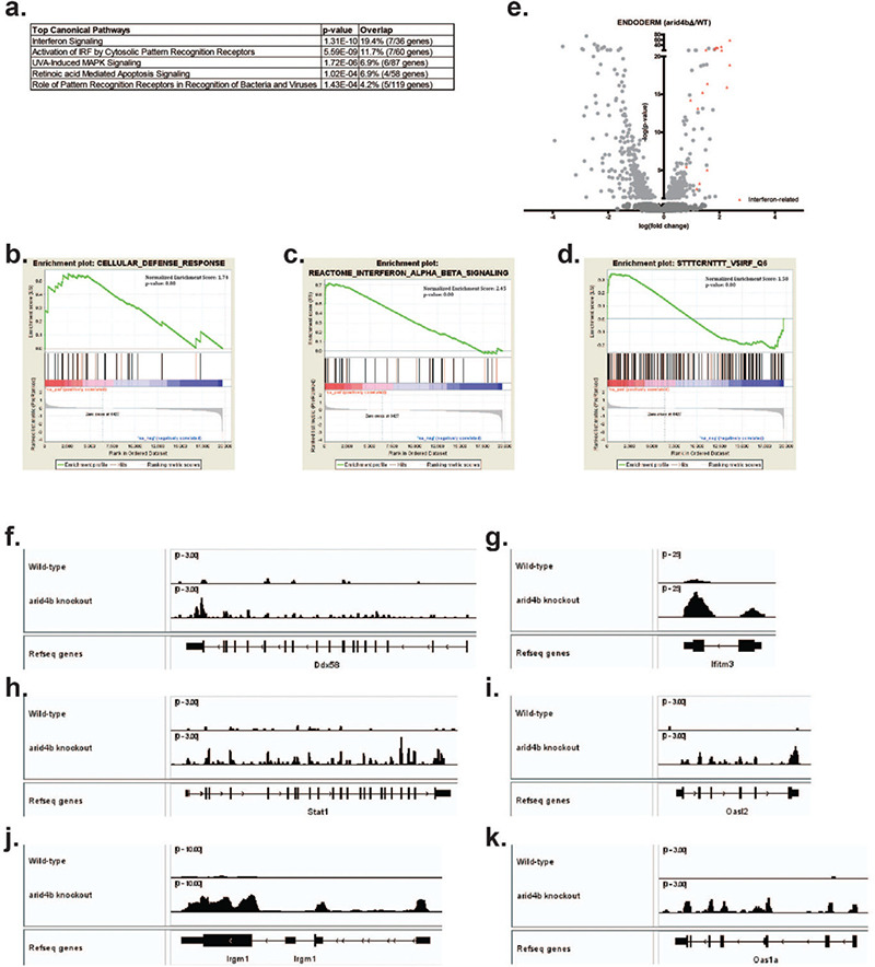 ARID4B loss leads to activated STAT1-dependent interferon pathway in mouse embryonic stem cells and during meso/endodermal differentiation.