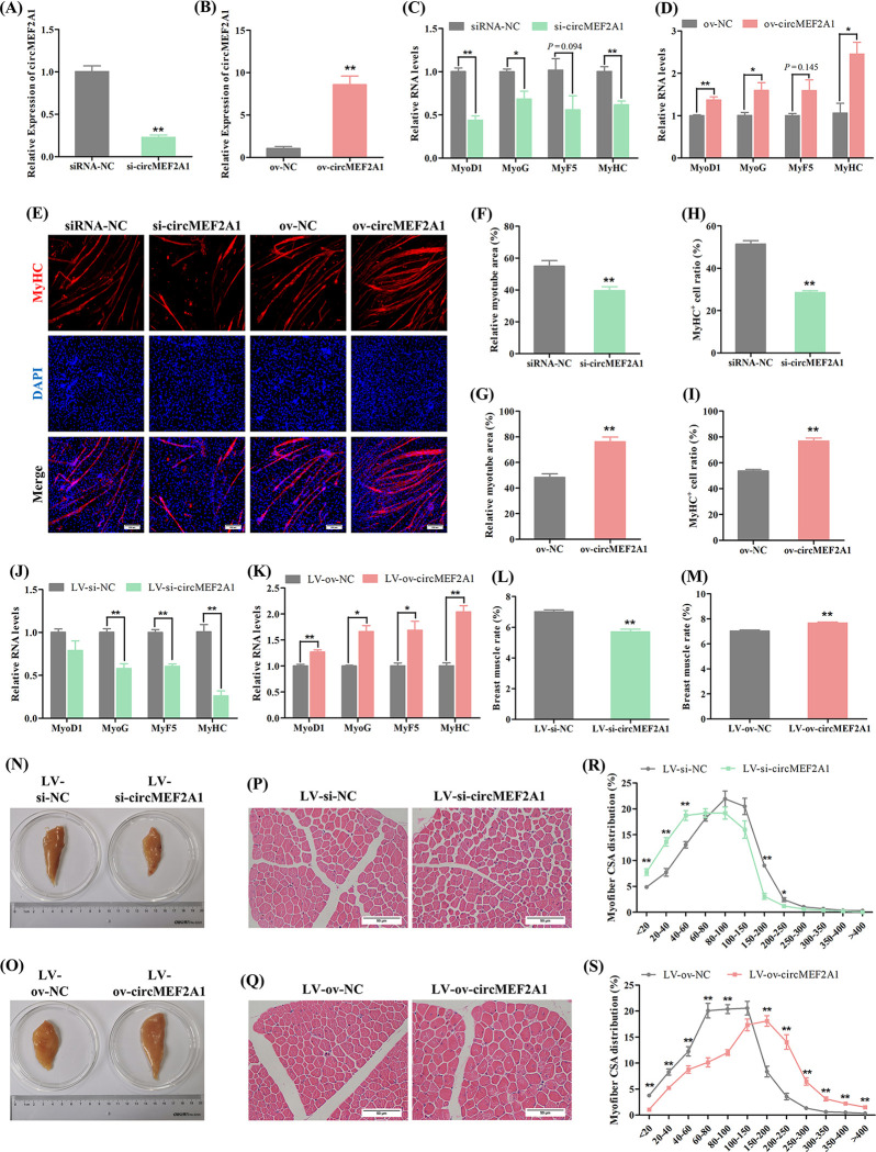 Evolutionary conserved circular MEF2A RNAs regulate myogenic differentiation and skeletal muscle development.