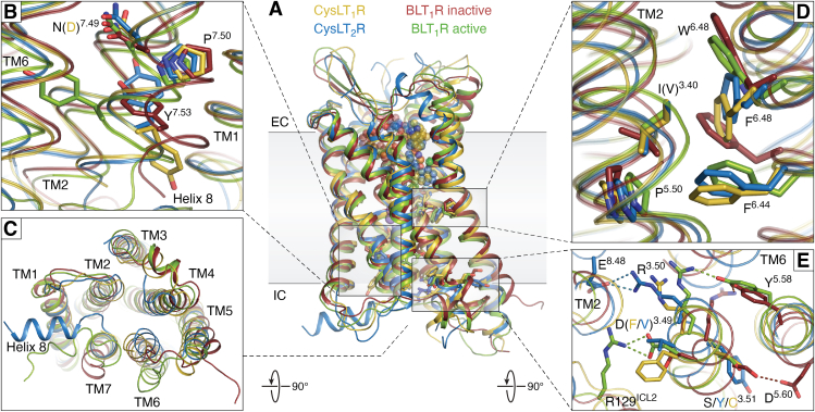 Structural diversity of leukotriene G-protein coupled receptors.