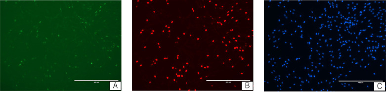 Effects of resveratrol and its analogues on the cell cycle of equine mesenchymal stem/stromal cells.