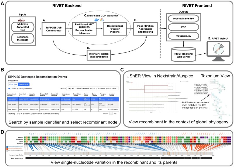 Tracking and curating putative SARS-CoV-2 recombinants with RIVET.