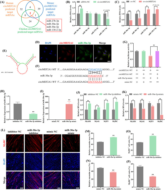 Evolutionary conserved circular MEF2A RNAs regulate myogenic differentiation and skeletal muscle development.