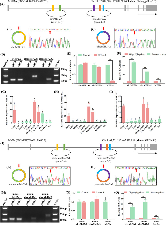 Evolutionary conserved circular MEF2A RNAs regulate myogenic differentiation and skeletal muscle development.