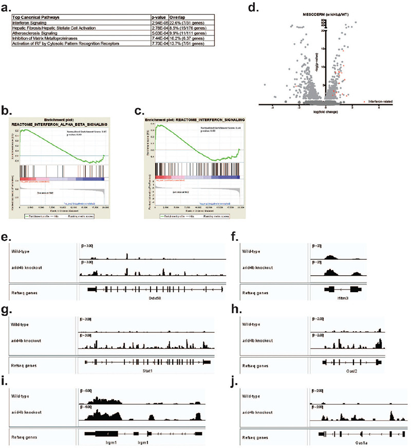 ARID4B loss leads to activated STAT1-dependent interferon pathway in mouse embryonic stem cells and during meso/endodermal differentiation.