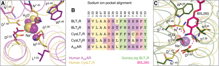 Structural diversity of leukotriene G-protein coupled receptors.