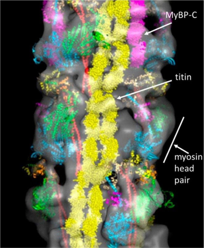 Crystallisation and characterisation of muscle proteins: a mini-review.