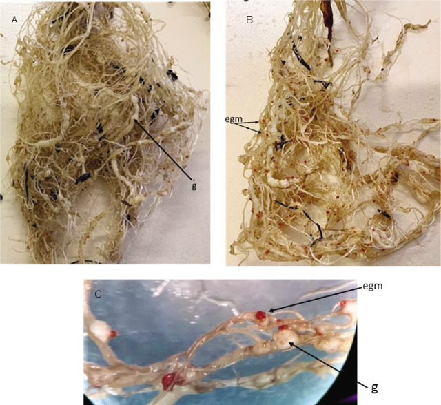 Nematicidal effects of silver nanoparticles (AG-NPs) on the root-knot nematode, <i>Meloidogyne javanica</i> associated with Swiss chard (<i>Beta vulgaris</i> L.).