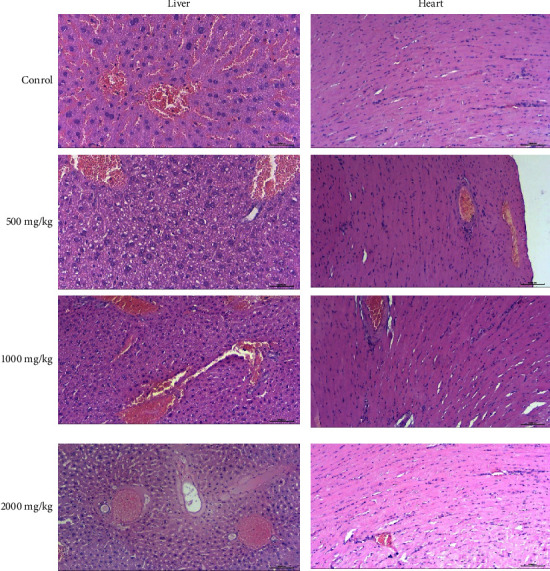 Acute Toxicity of Dental Gel Based on <i>Origanum vulgare</i> in Mice.