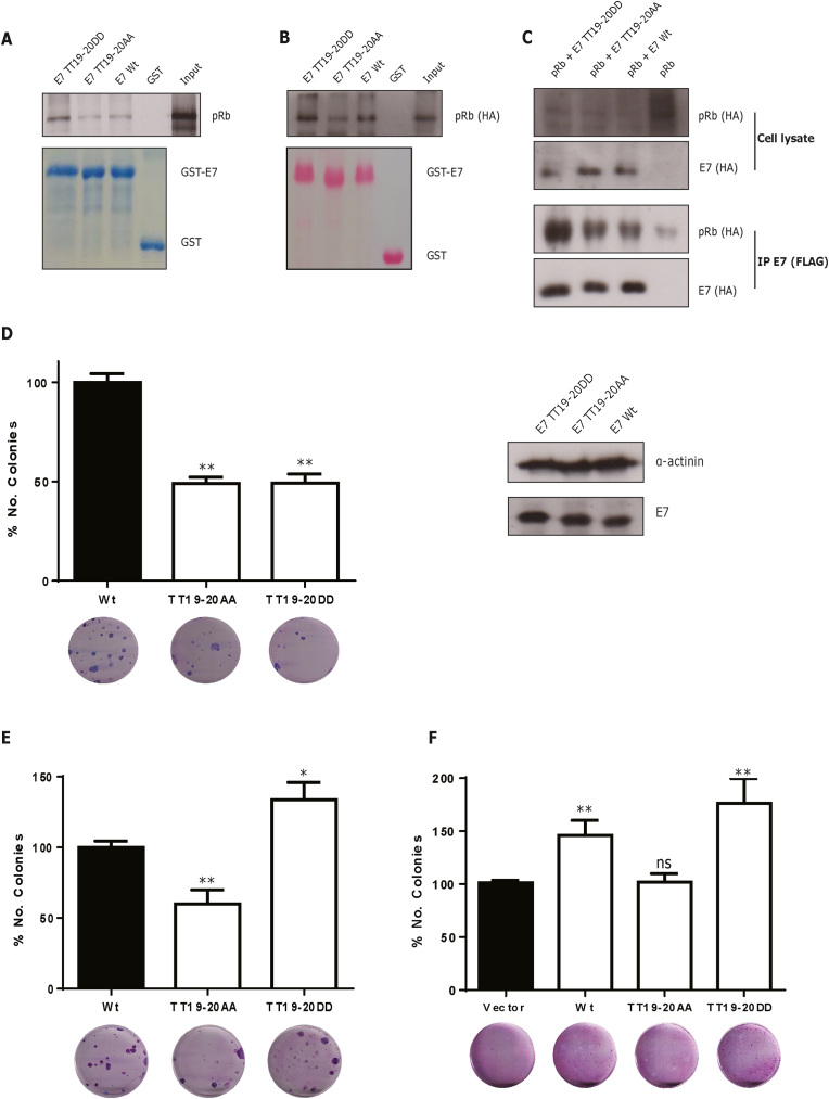 Identification and characterisation of novel potential phospho-acceptor sites in HPV-16 E7