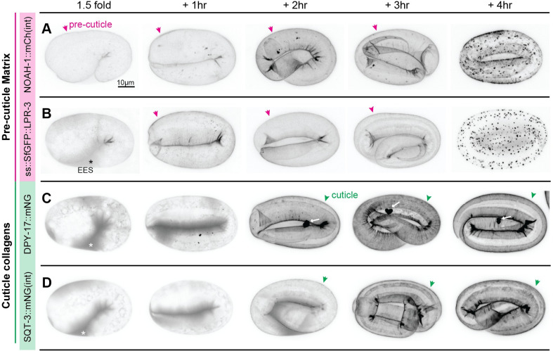 The proprotein convertase BLI-4 promotes collagen secretion prior to assembly of the Caenorhabditis elegans cuticle.