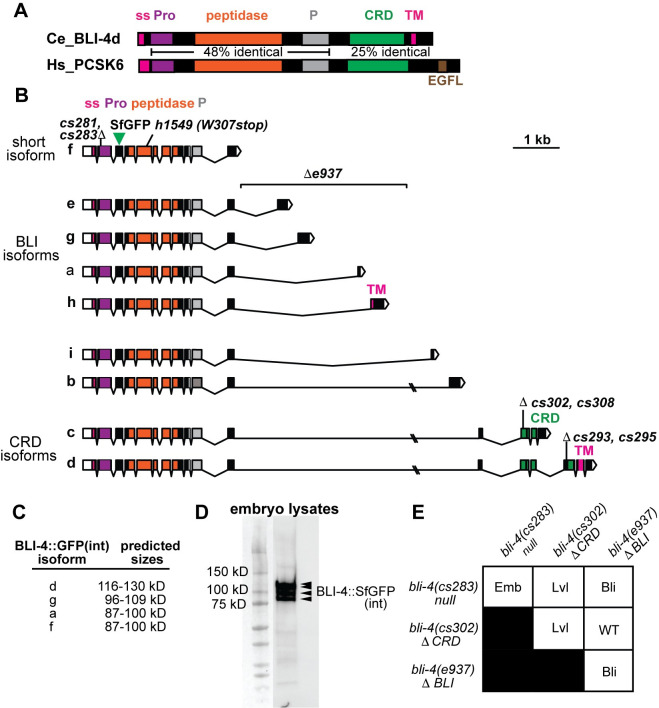 The proprotein convertase BLI-4 promotes collagen secretion prior to assembly of the Caenorhabditis elegans cuticle.