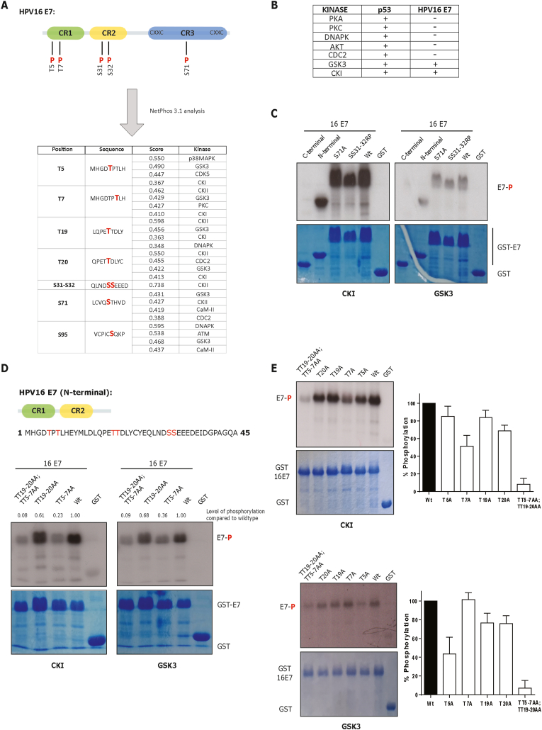 Identification and characterisation of novel potential phospho-acceptor sites in HPV-16 E7