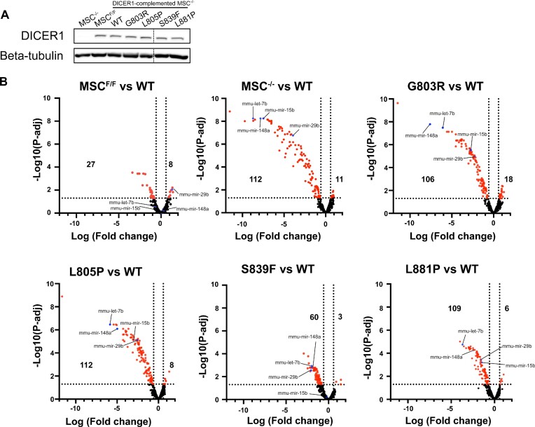 DICER1 platform domain missense variants inhibit miRNA biogenesis and lead to tumor susceptibility.