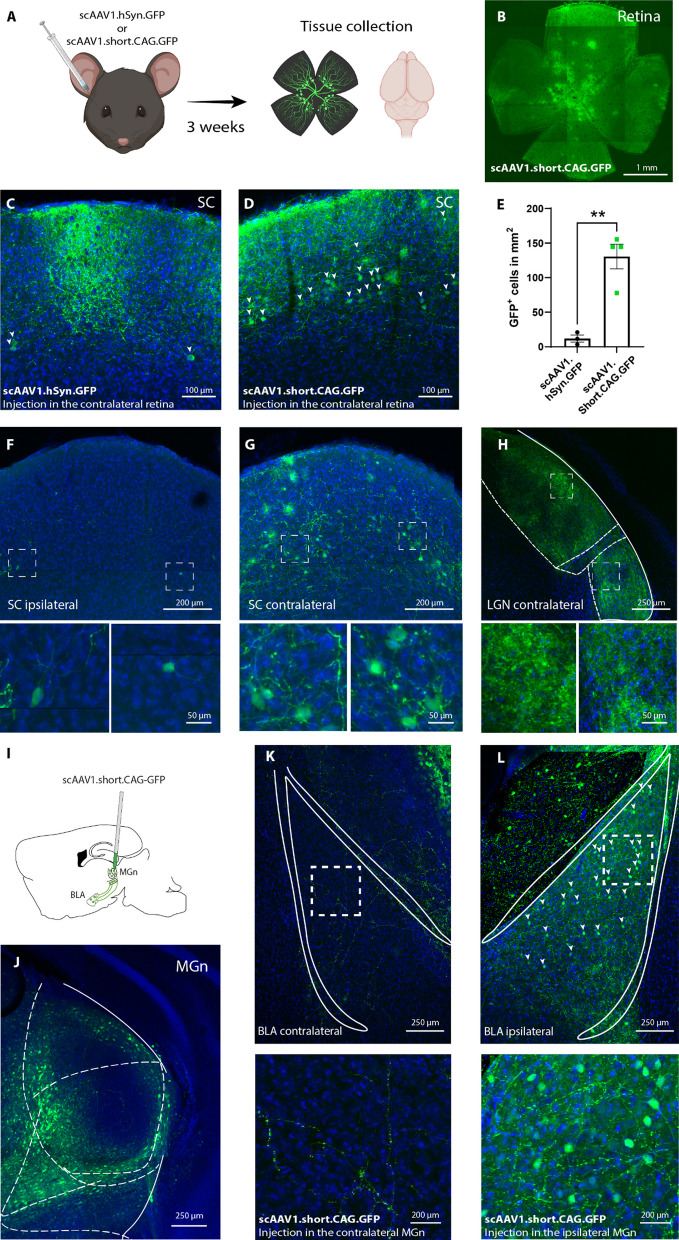 Recombinase-independent AAV for anterograde transsynaptic tracing.