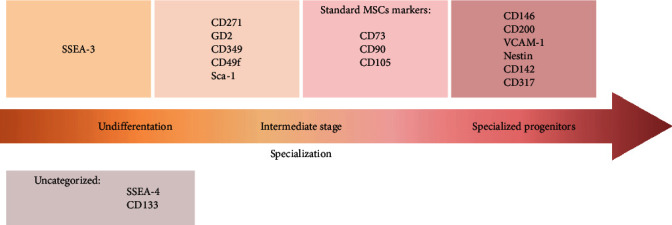 Promising Markers in the Context of Mesenchymal Stem/Stromal Cells Subpopulations with Unique Properties.