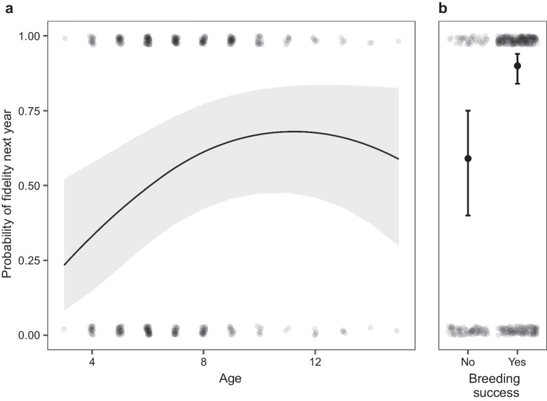 Age, brood fate, and territory quality affect nest-site fidelity in white stork Ciconia ciconia.