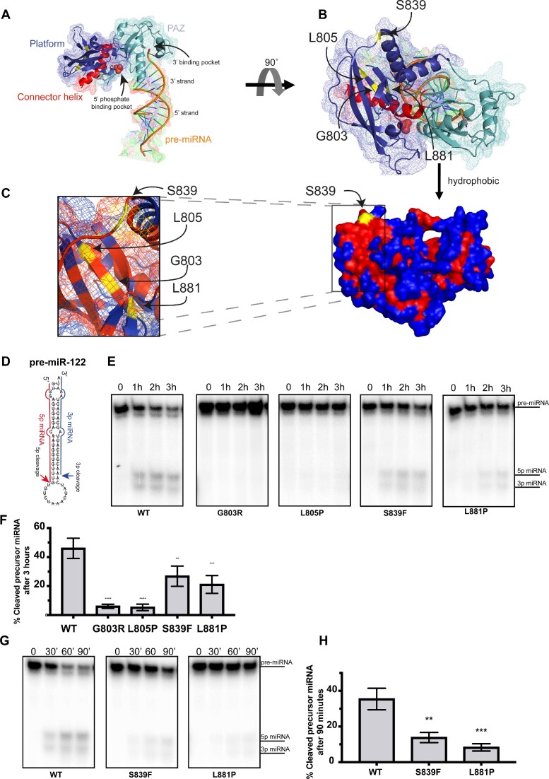 DICER1 platform domain missense variants inhibit miRNA biogenesis and lead to tumor susceptibility.