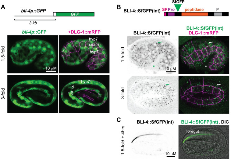 The proprotein convertase BLI-4 promotes collagen secretion prior to assembly of the Caenorhabditis elegans cuticle.