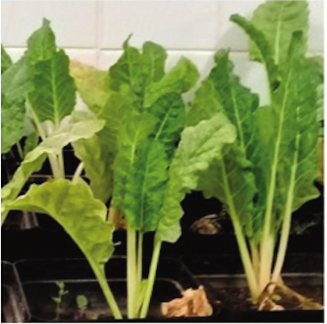 Nematicidal effects of silver nanoparticles (AG-NPs) on the root-knot nematode, <i>Meloidogyne javanica</i> associated with Swiss chard (<i>Beta vulgaris</i> L.).