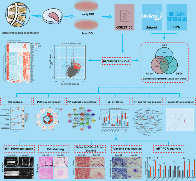 Identification and experimental validation of key extracellular proteins as potential targets in intervertebral disc degeneration.