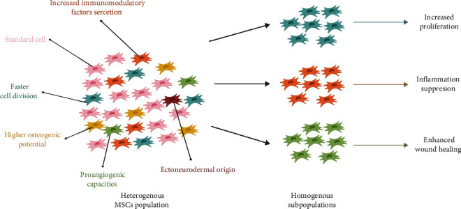 Promising Markers in the Context of Mesenchymal Stem/Stromal Cells Subpopulations with Unique Properties.