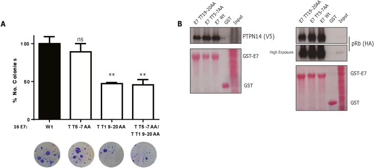 Identification and characterisation of novel potential phospho-acceptor sites in HPV-16 E7