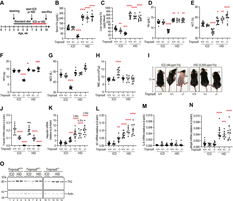 Matriptase-2 regulates iron homeostasis primarily by setting the basal levels of hepatic hepcidin expression through a nonproteolytic mechanism.