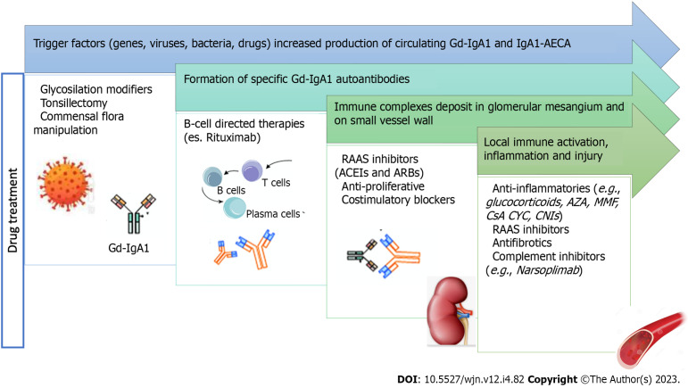 Immunoglobulin A vasculitis nephritis: Current understanding of pathogenesis and treatment.