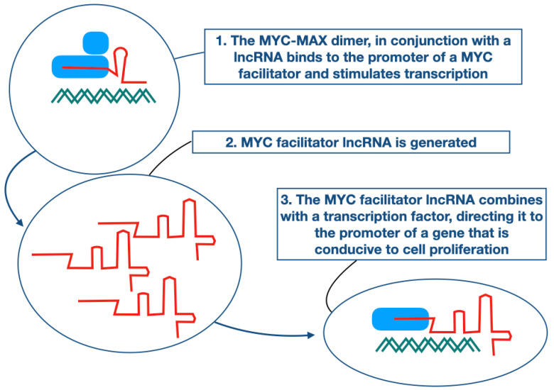 Long Non-Coding RNAs as "MYC Facilitators".