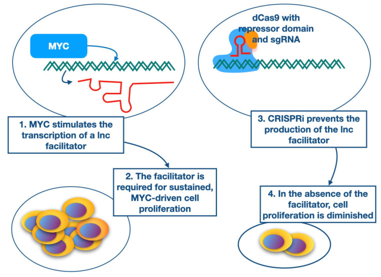 Long Non-Coding RNAs as "MYC Facilitators".