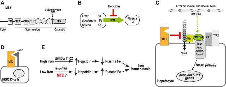 Matriptase-2 regulates iron homeostasis primarily by setting the basal levels of hepatic hepcidin expression through a nonproteolytic mechanism.